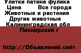 Улитки патина фулика › Цена ­ 10 - Все города Животные и растения » Другие животные   . Калининградская обл.,Пионерский г.